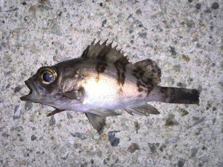 漁港メバリング