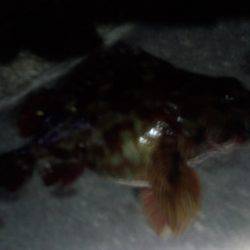 ヤット釣れたメバル