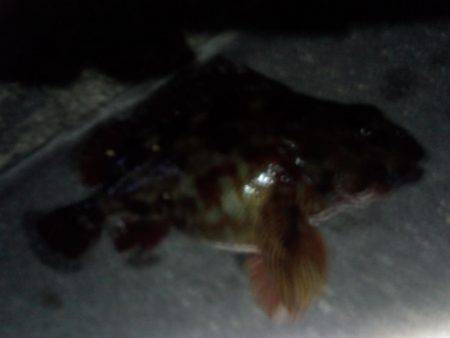 ヤット釣れたメバル