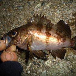 ちびメバリング