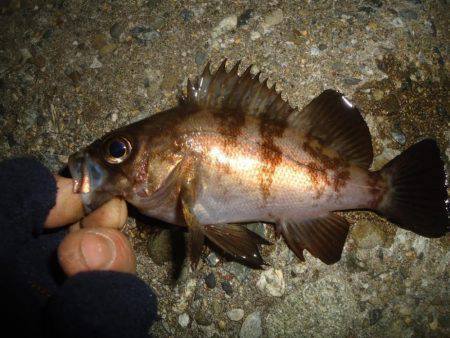 ちびメバリング