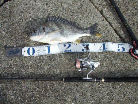 ステッピングでキビレ