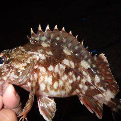 ガッシーは遊んでくれます！