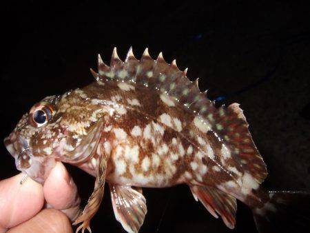 ガッシーは遊んでくれます！