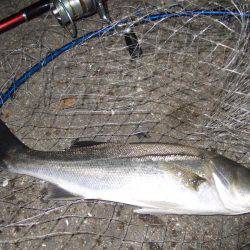 ガシラからのセイゴ