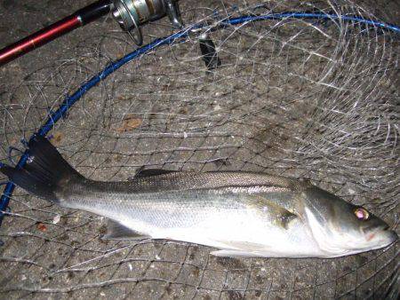 ガシラからのセイゴ