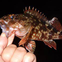 ガシラが良く釣れました。