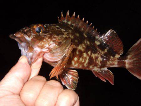 ガシラが良く釣れました。