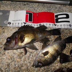 夕方～エビ撒き釣りでメバル狙い