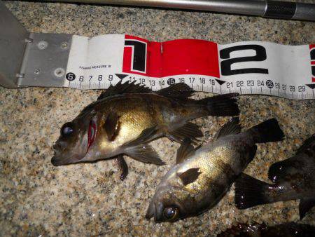 夕方～エビ撒き釣りでメバル狙い