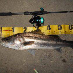 バイブ攻めで良型シーバス♪