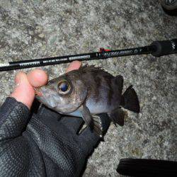 極寒メバリング