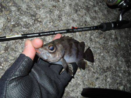 極寒メバリング