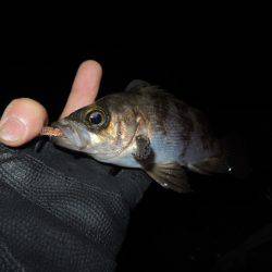 フロートで初釣果