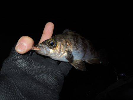 フロートで初釣果