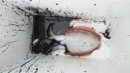 エギング初釣果