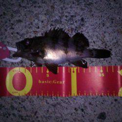 爆風のなか..釣れたよー！