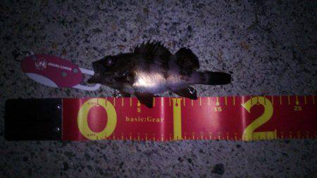 爆風のなか..釣れたよー！