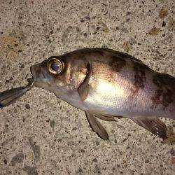 激浅メバリング