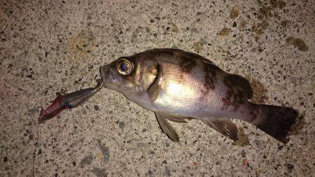 激浅メバリング