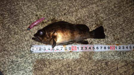 初鳴門メバリング