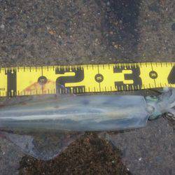 ヤリイカエギング