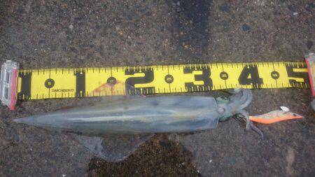 ヤリイカエギング