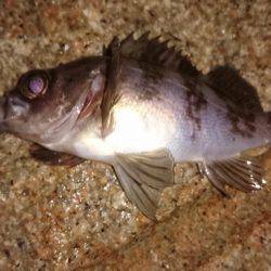 メバルプラッキング