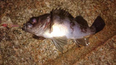 メバルプラッキング