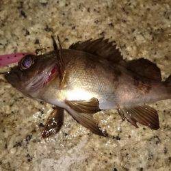 激渋メバリング