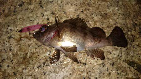 激渋メバリング