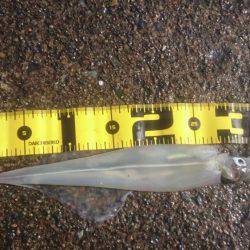 ヤリイカエギング