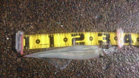 ヤリイカエギング