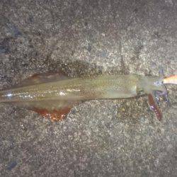 ヤリイカエギング