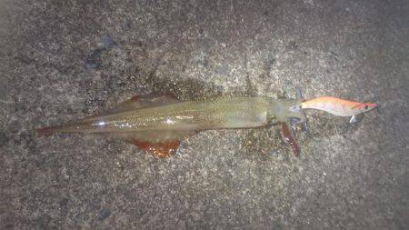 ヤリイカエギング