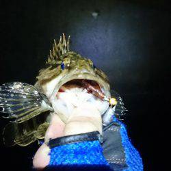 舞洲タケノコメバル