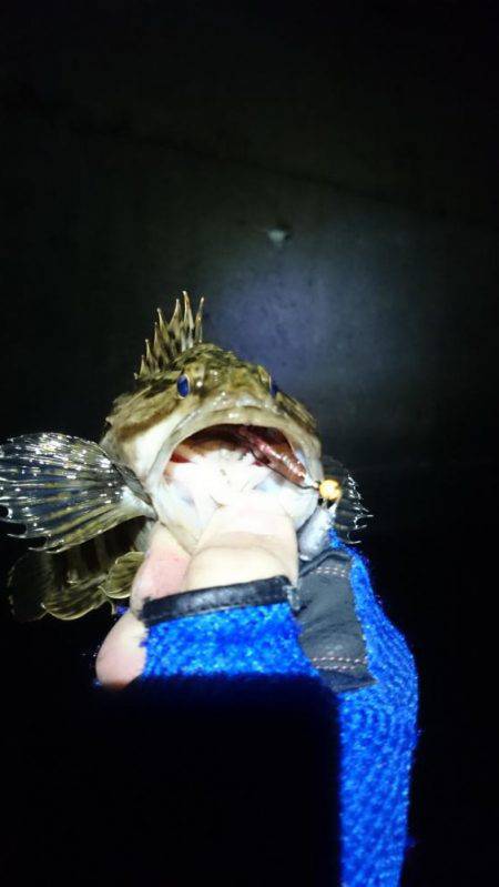 舞洲タケノコメバル