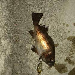 プラッキング調査