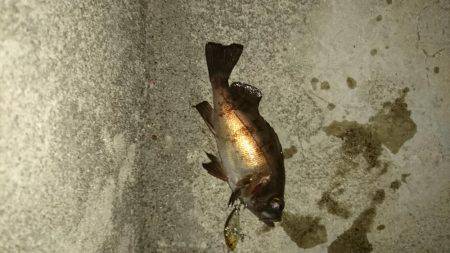 プラッキング調査