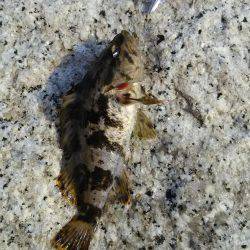 タケノコメバル