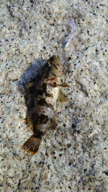 タケノコメバル