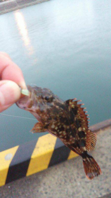 メバルorアジを求めて