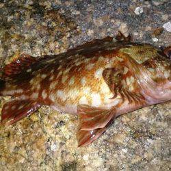 やっと釣りができる！