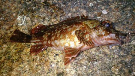 やっと釣りができる！