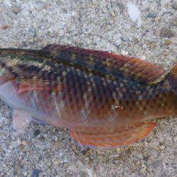 グレ狙いでしたが…