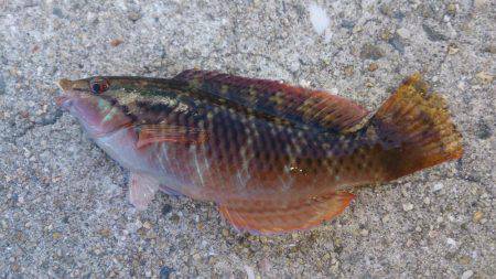 グレ狙いでしたが…