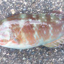 のんびりウキ釣り