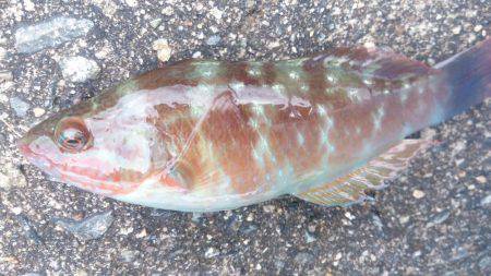 のんびりウキ釣り