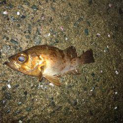 釣れる訳がない…