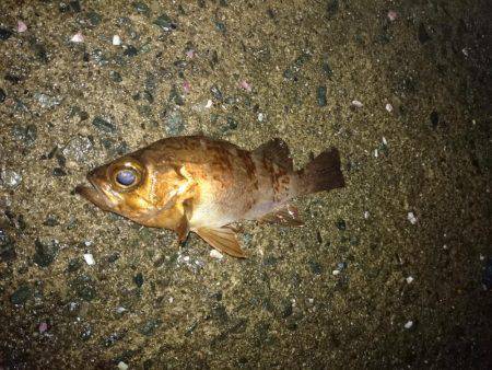 釣れる訳がない…